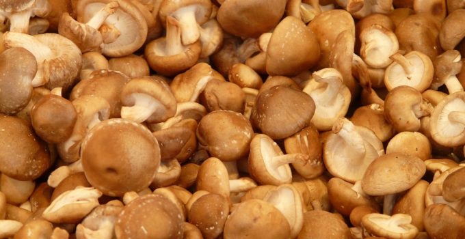 Can Dogs Eat Mushrooms? – Explained