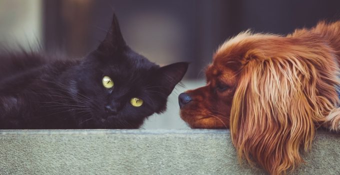 How To Stop Dog Aggression Towards Cats – Best Strategies