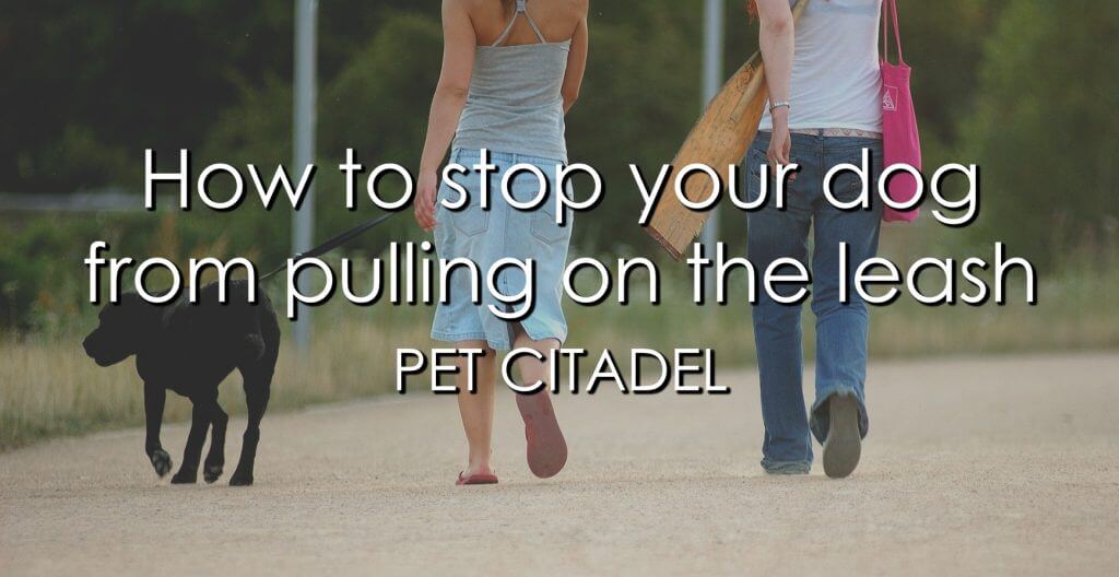 How To Stop Your Dog From Pulling On The Leash - Image 1