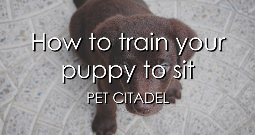 How To Train Your Puppy To Sit - Image 1