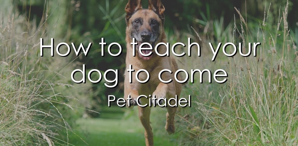 How To Teach Your Dog To Come - Image 1