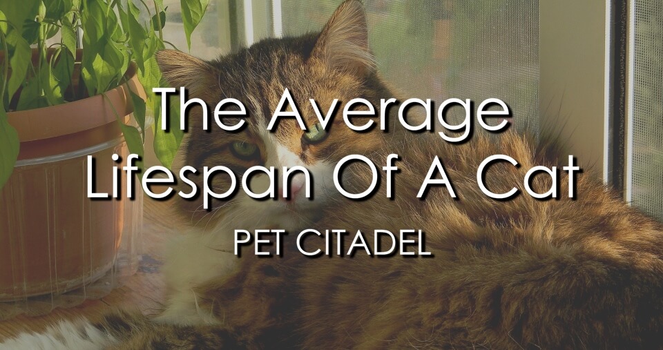 Average Lifespan Of A Cat - Image 1