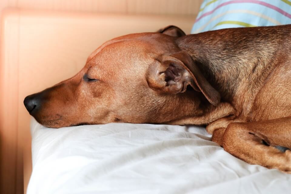 Best Dog Beds For Large Breeds - Image 1