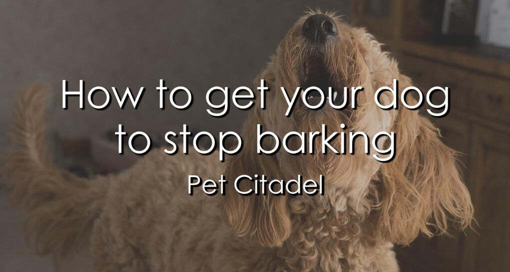 How To Get Your Dog To Stop Barking - Image 1