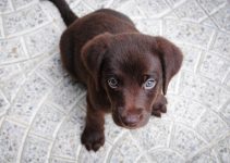 How To Train Your Puppy To Sit From Home