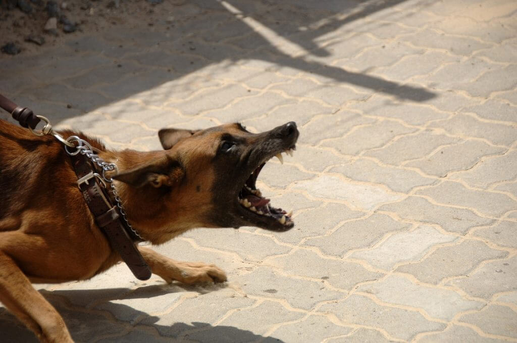 Aggressive brown dog on a leash
