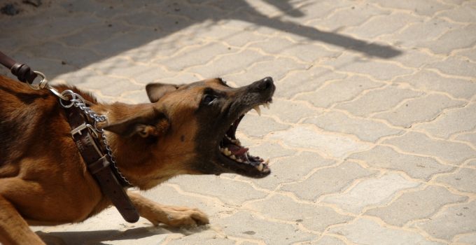 How To Stop Dog Aggression Towards Other Dogs – A Guide
