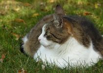 How Much Should You Feed Your Cat? (Guide)