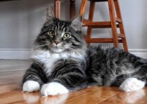 The Average Lifespan Of A Cat – What You Need To Know