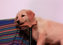 How To Train Your Puppy Not To Bite – Do’s And Don’ts