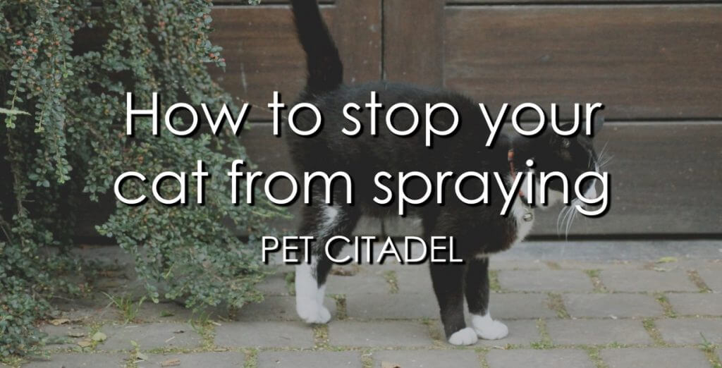 How To Stop Your Cat From Spraying - Banner Image