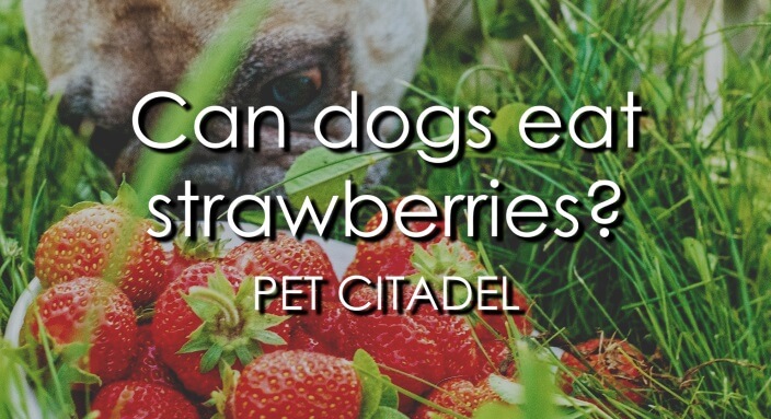 Can Dogs Eat Strawberries? - Banner Image