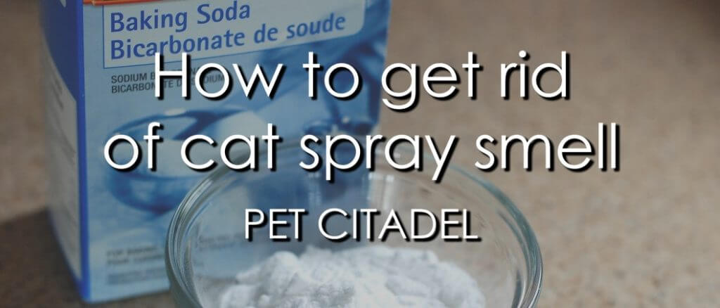 How To Get Rid Of Cat Spray Smell - Banner Image