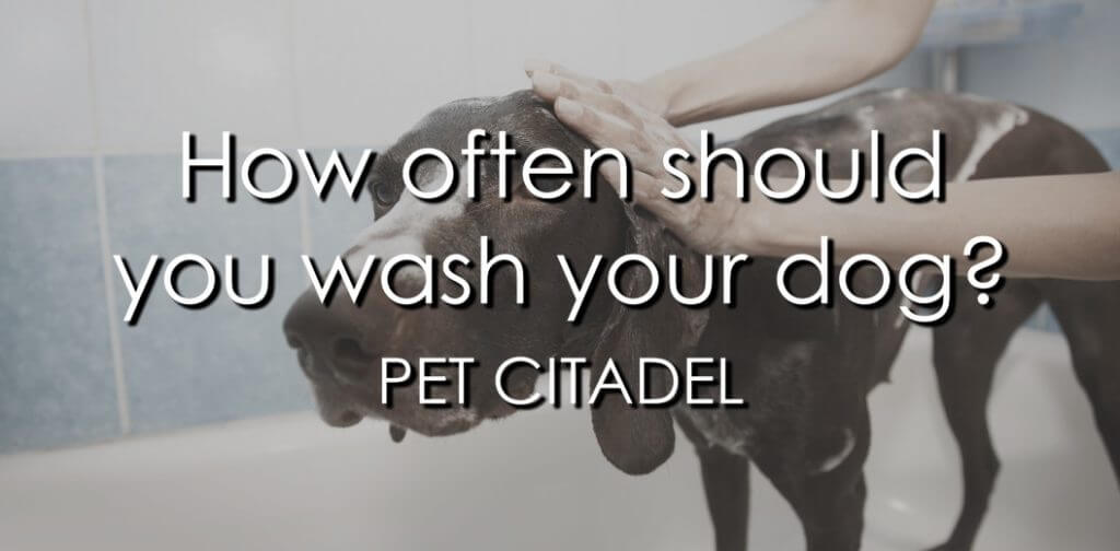 How Often Should You Wash Your Dog? - Image 1