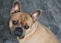 Best Dog Food For French Bulldogs – 2023 Review & Buying Guide