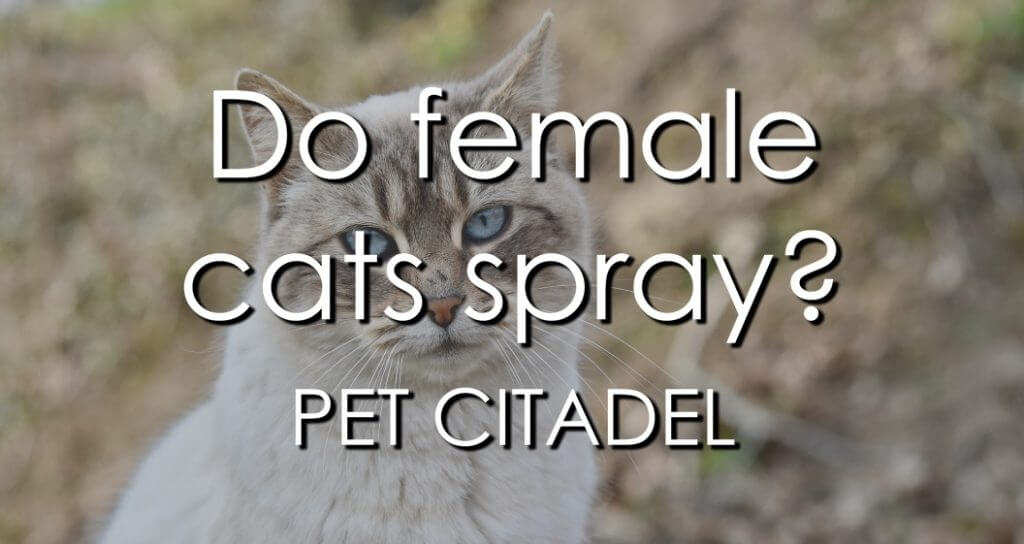 Do Female Cats Spray? - Image 1