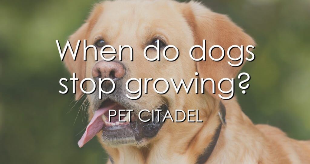 When Do Dogs Stop Growing? - Banner Image