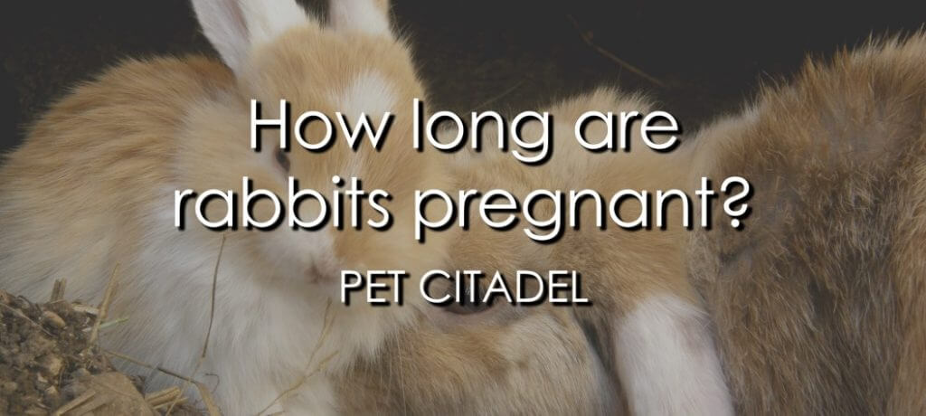 Gestation In Rabbits - How Long Are They Pregnant? - Pet Citadel