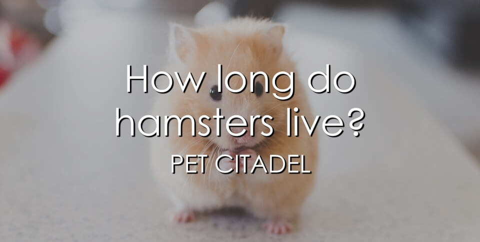 How Long Do Hamsters Live? - Banner Image