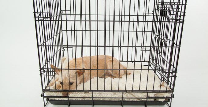 How To Crate Train A Puppy – The Ultimate Guide