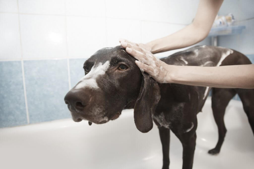 How Often Should You Wash Your Dog? - Image 2