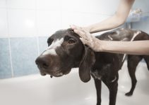 How Often Should You Wash Your Dog? – Explained