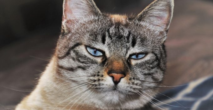 Male Cat Spraying – What You Need To Know