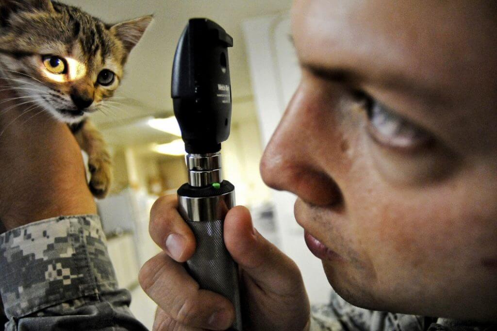 Vet inspecting a small cat