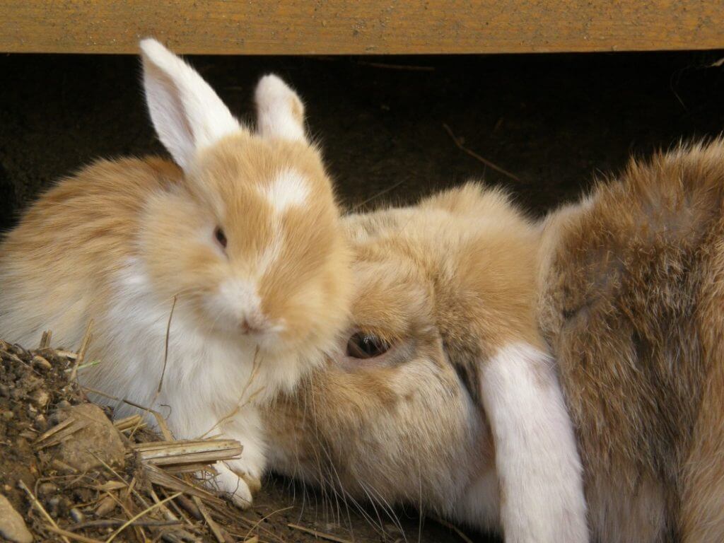 How Long Are Rabbits Pregnant? - Image 2