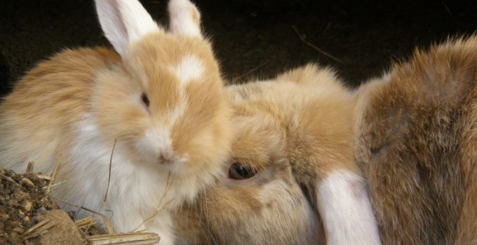 Gestation In Rabbits – How Long Are They Pregnant?