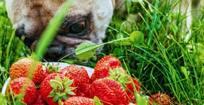 Can Dogs Eat Strawberries And Strawberry Products?