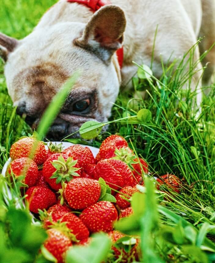 Can Dogs Eat Strawberries? - Image 1