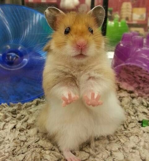 How Long Do Hamsters Live? - Syrian Hamster