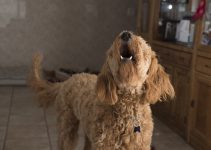 How To Stop A Dog From Barking When Left Alone