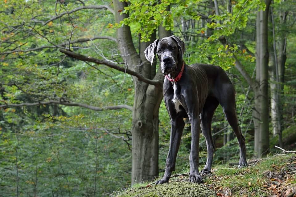 When Do Dogs Stop Growing? - Great Dane