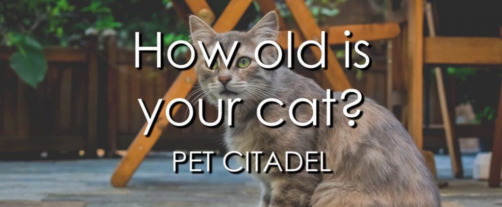 How To Tell How Old A Cat Is - Banner Image
