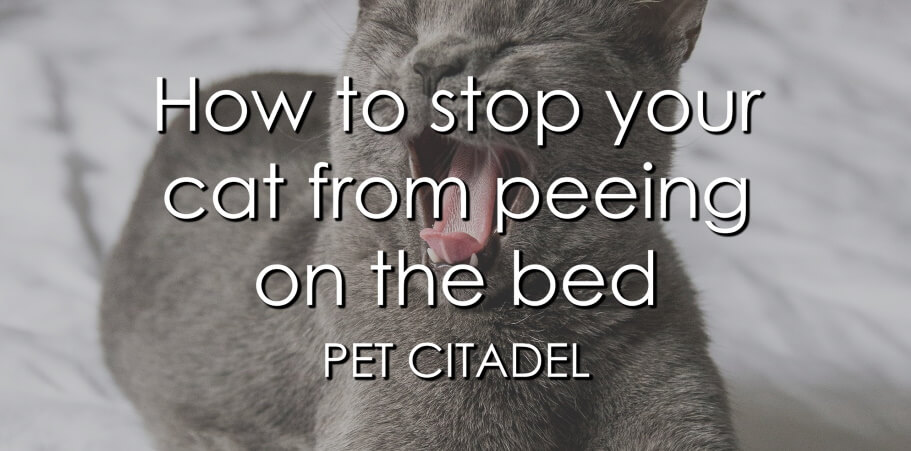How To Stop A Cat From Peeing On The Bed - Banner
