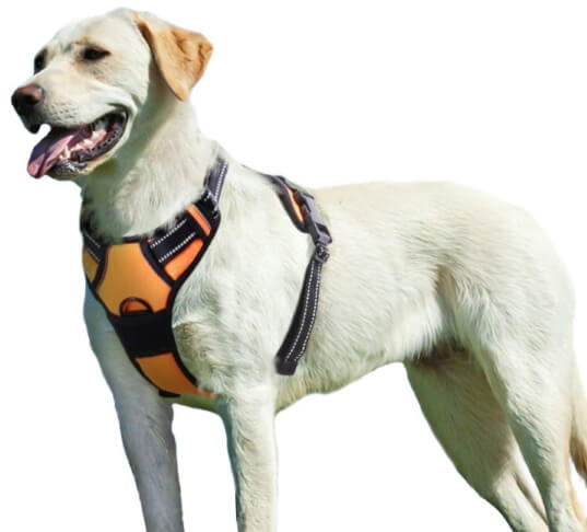Best Dog Harnesses For Hiking - Eagloo No-Pull