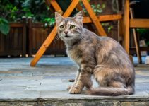 How Old Is Your Cat? – Determining Your Cat’s Age