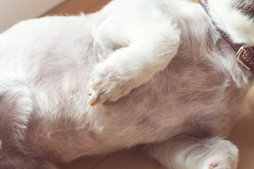 Rash On Dog's Belly - Featured