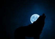 How To Stop Your Dog From Barking At Night – 6 Proven Methods