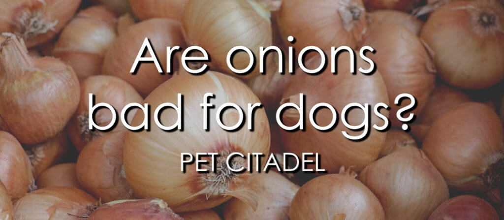 Are Onions Bad For Dogs? - Banner Image
