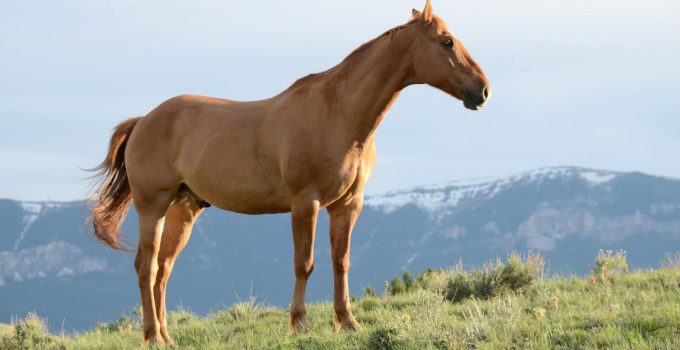How Much Does A Horse Cost? – What To Consider