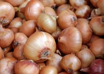 Are Onions Bad For Dogs? – Explained