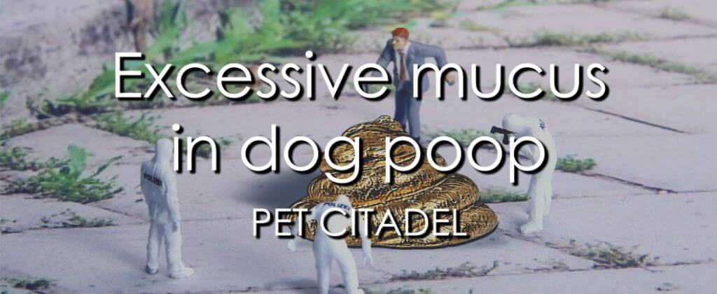 Excessive Mucus In Dog Poop - Banner Image