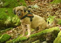 Best Dog Harnesses For Hiking – 2023 Review & Buying Guide