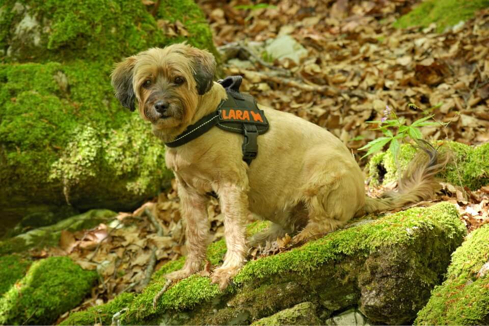 Best Dog Harnesses For Hiking - Image 2