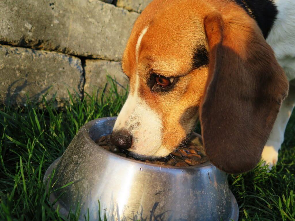 How To Stop Food Aggression In Dogs - Image 2
