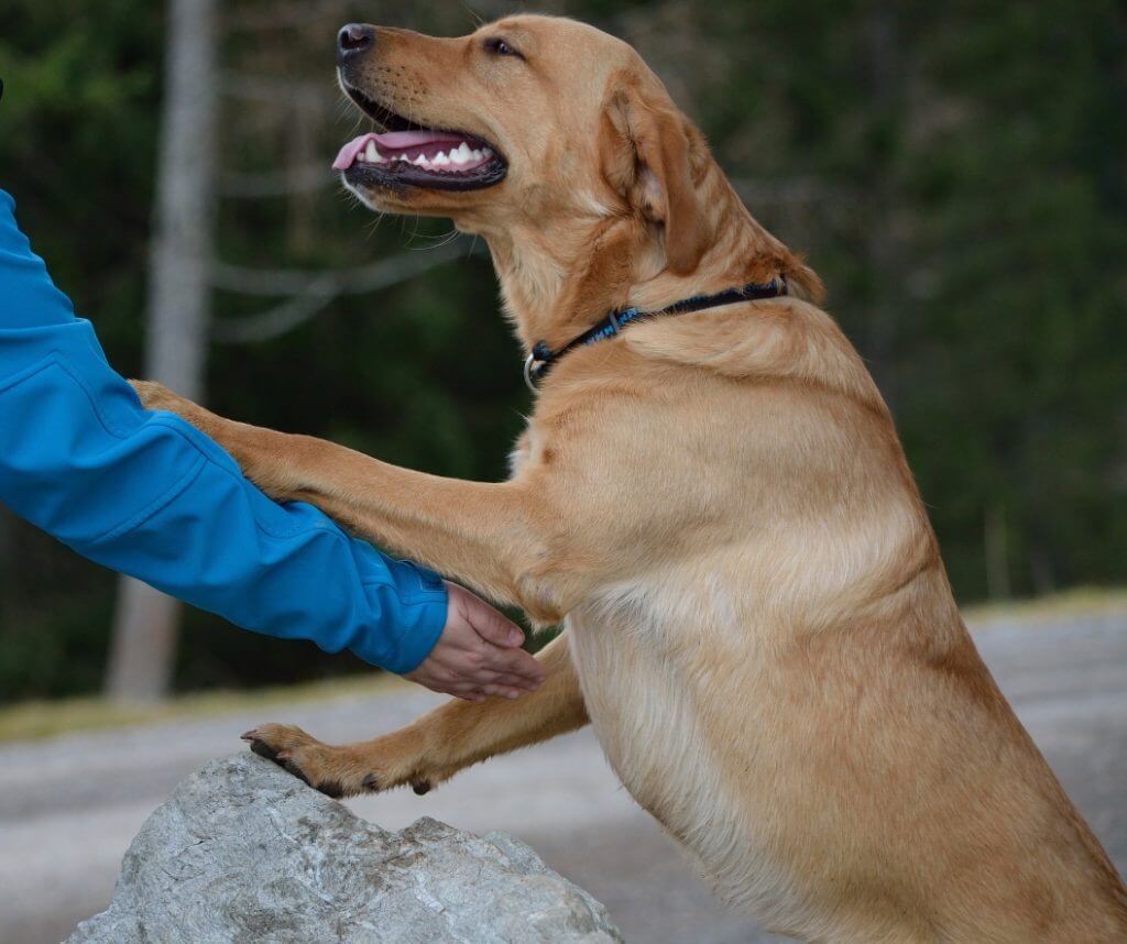 How To Stop A Dog From Barking At The Door - Image 4