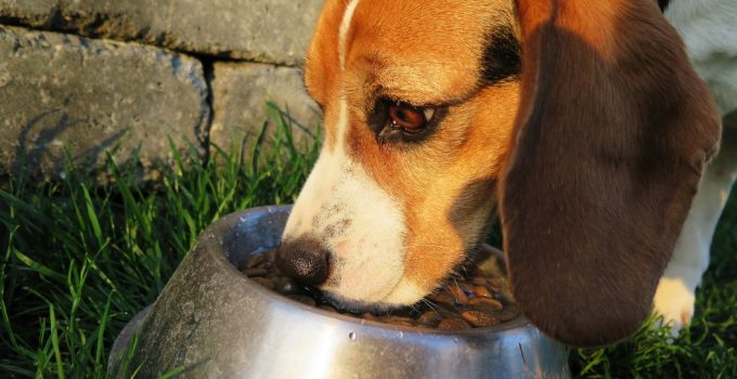 How To Stop Food Aggression In Dogs – Causes & Solutions